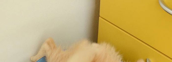 Someone threw away a perfectly good cat in garbage!