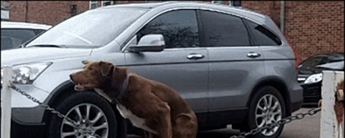 This dog deserves a Scooby Snack!