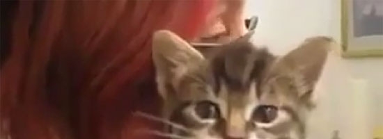 This is probably the cutest cat ever… Aww!