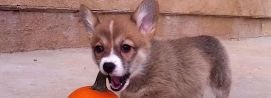 This corgi puppy playing around with a pumpkin is the cutest thing you see in Halloween!