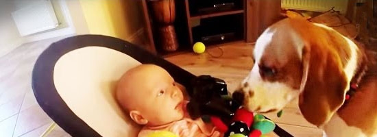 Dog steals baby’s toy, later feels guilty and offers the best apology ever!