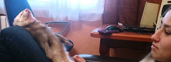 This ferret falls asleep dramatically on a girl’s lap and it’s so adorable…