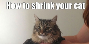 how-to-shrink-your-cat