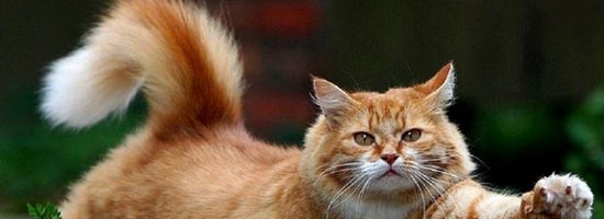And this is why you are addicted to cats. This cat is an awesome parkour master.
