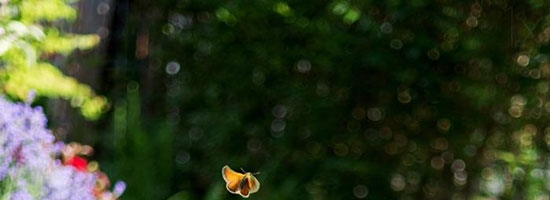 Cat reaching for butterfly… Cute!