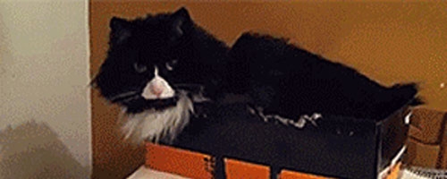 The cat touches a hazelnut after being told not to