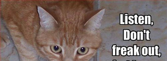 Cat worries he has broken Jesus