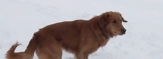 Dog got a squeaky toy, but he’s so confused. Why? You won’t stop laughing!