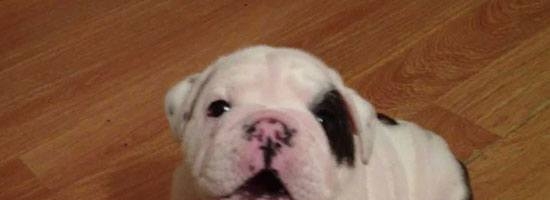This little puppy’s pouting is the cutest thing on the planet!