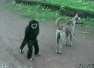 This monkey is being complete jerk making fun of the dog!