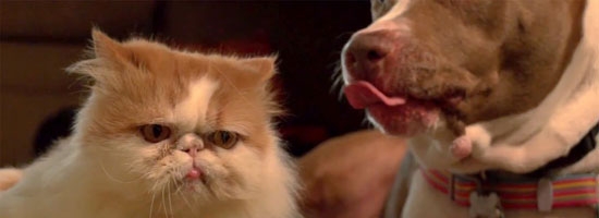 Peaches the cat and lucky the dog play fighting in slow motion. Really cute
