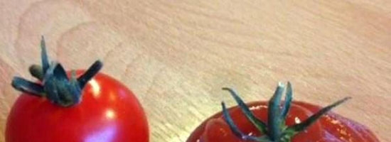 A tomato and its grandpa… lol