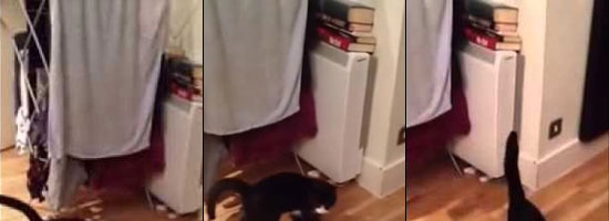 19 seconds into this cat video, I bet you’re going to laugh so hard