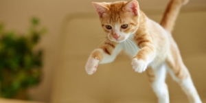 This is the cat video you are probably waiting for to get you through whole week!