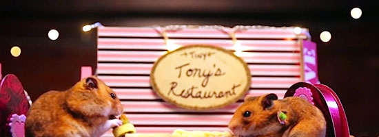 Watching tiny hamster’s go on tiny date will make you jealous on this Valentine’s day!