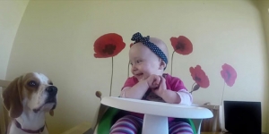Watch this beagle from Clare loves his toddler owner… Prepare to have your heart melted!