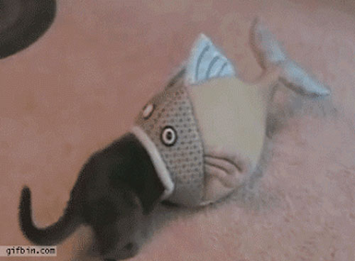 How long can a cat survive if a big fish swallow him?