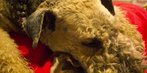 When this dog got cancer, her owners gave her the one thing she always wanted