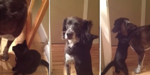 cat-dog-touching-reunion