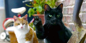 cats-thumbs-commercial