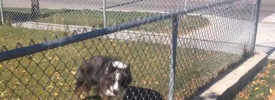 This guy tried to help a dog who couldn’t get to his ball. What happened next is hilarious!