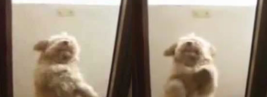 Watching this cute little doggie do hot salsa dance will made your day!
