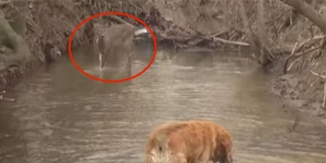 Watch what happens when a dog meets a deer who thinks she’s a dog too!