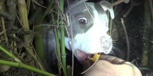dog-hurt-hiding-bush-rescue