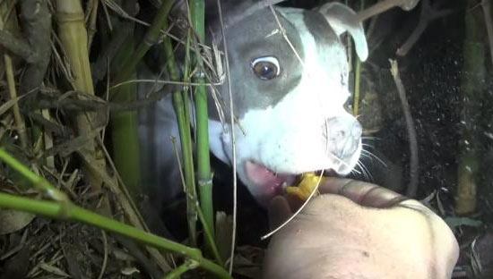 This dog was hurt and hiding in a bush. But she had a big surprise for her rescuers. WOW