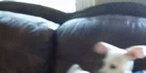 fighter-dog-went-half-ninja