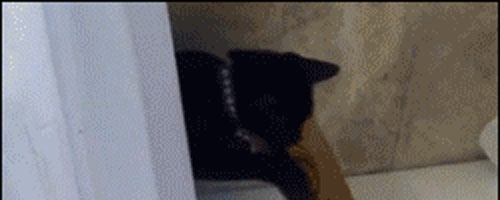 Kitty messing around in a wrong place :)