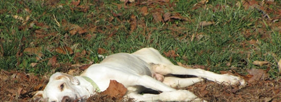 This paralyzed dog was abandoned because he was ‘defective’. But then a miracle happened.