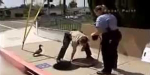 police-ducklings-rescue