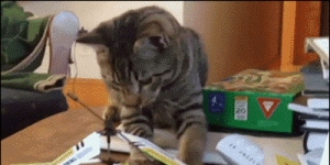Cat vs. toy helicopter
