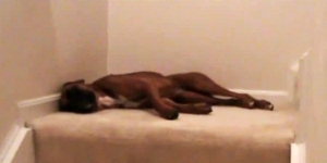 This goofy dog’s unbelievable morning routine had me laughing out loud