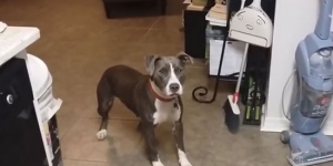 You must see what this adopted pit bulls worst nightmare is. This horrible foul creature!