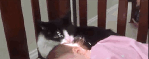 Cat licks baby’s head clean… Problem? Hahaha!