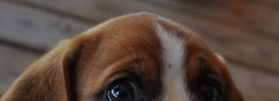Googled AWW! Not disappointed!