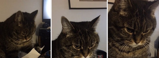 My cat also does this every day. Flick, Flick, Flick!