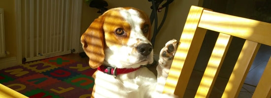 This cute dog wants to make a trade with…