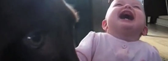 This is what happens when you leave a baby with a dog… Hilarious!