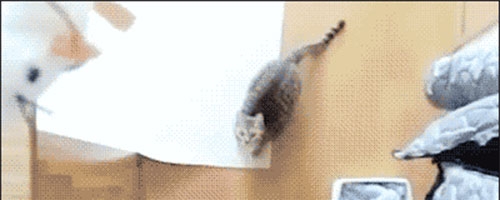 This cat has mad skills…