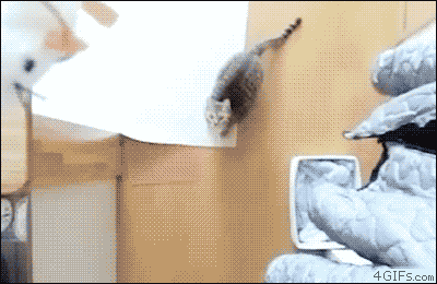 This cat has mad skills…