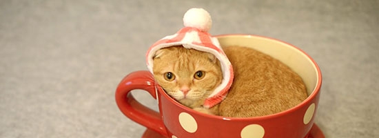 Cute cat in teacup gives you extra warm in this cold winter!