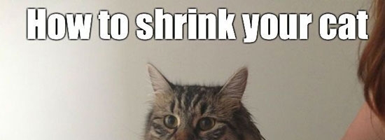 How to shrink your cat in one step?