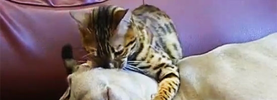 This magician cat hypnotizes an innocent dog for her greed. Poor pooch!