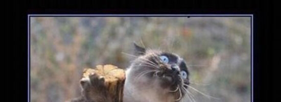 Spiders…