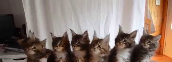 Watch this girl test the reflexes of seven adorable kittens will brighten your day!