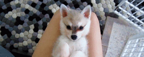 This baby fox did more in this gif than I’ve done all day