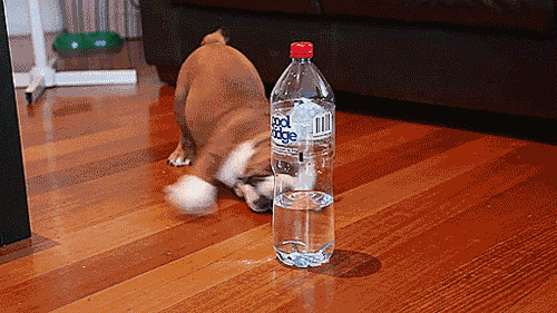 Bulldog puppy fearlessly battles his greatest enemy of all – a water bottle. Hilarious!